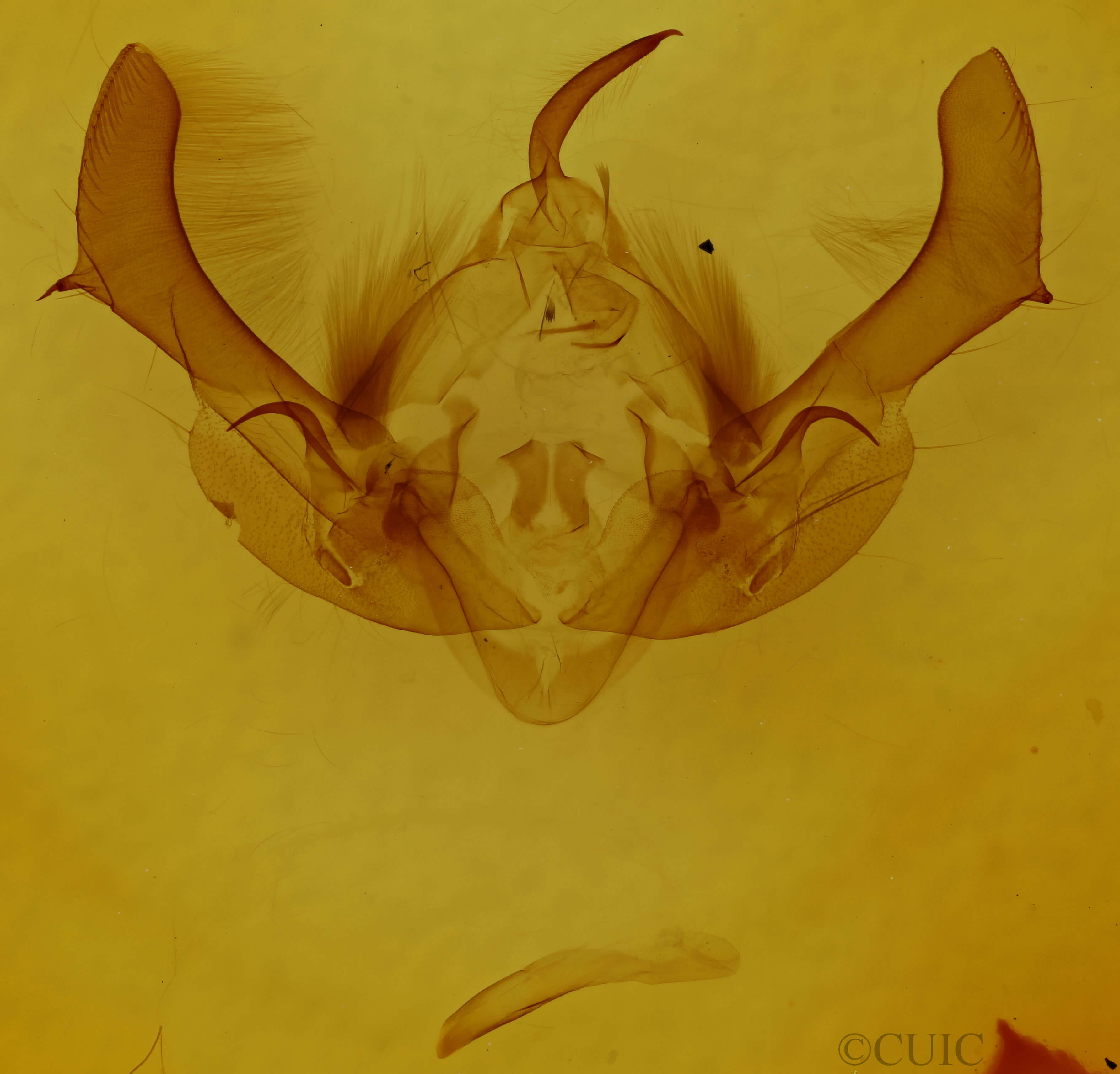 genitalia view of adult Morrisonia confusa