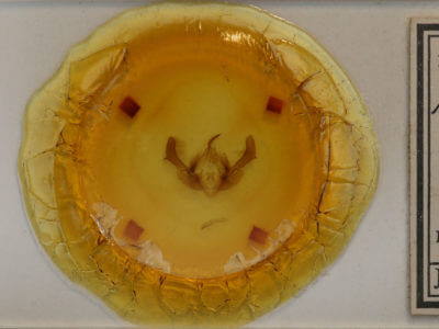 slide view of adult Morrisonia confusa