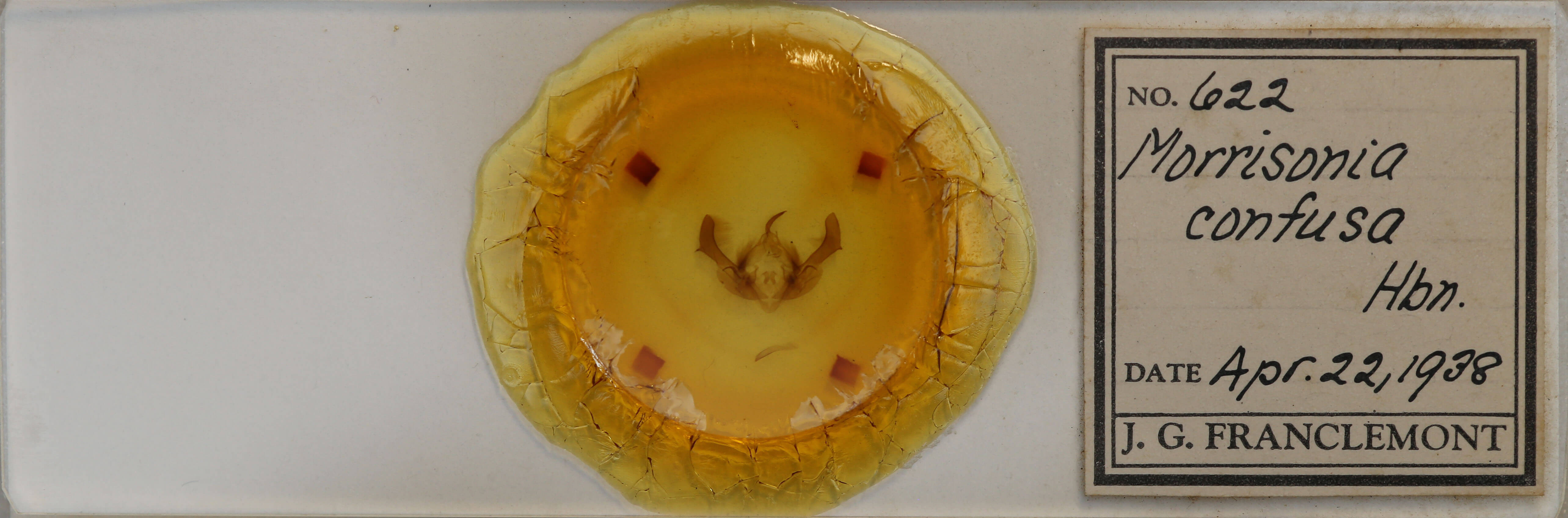 slide view of adult Morrisonia confusa