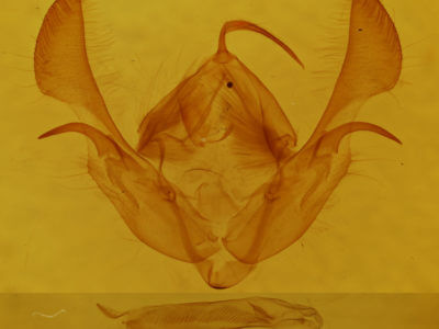 genitalia view of adult Morrisonia evicta