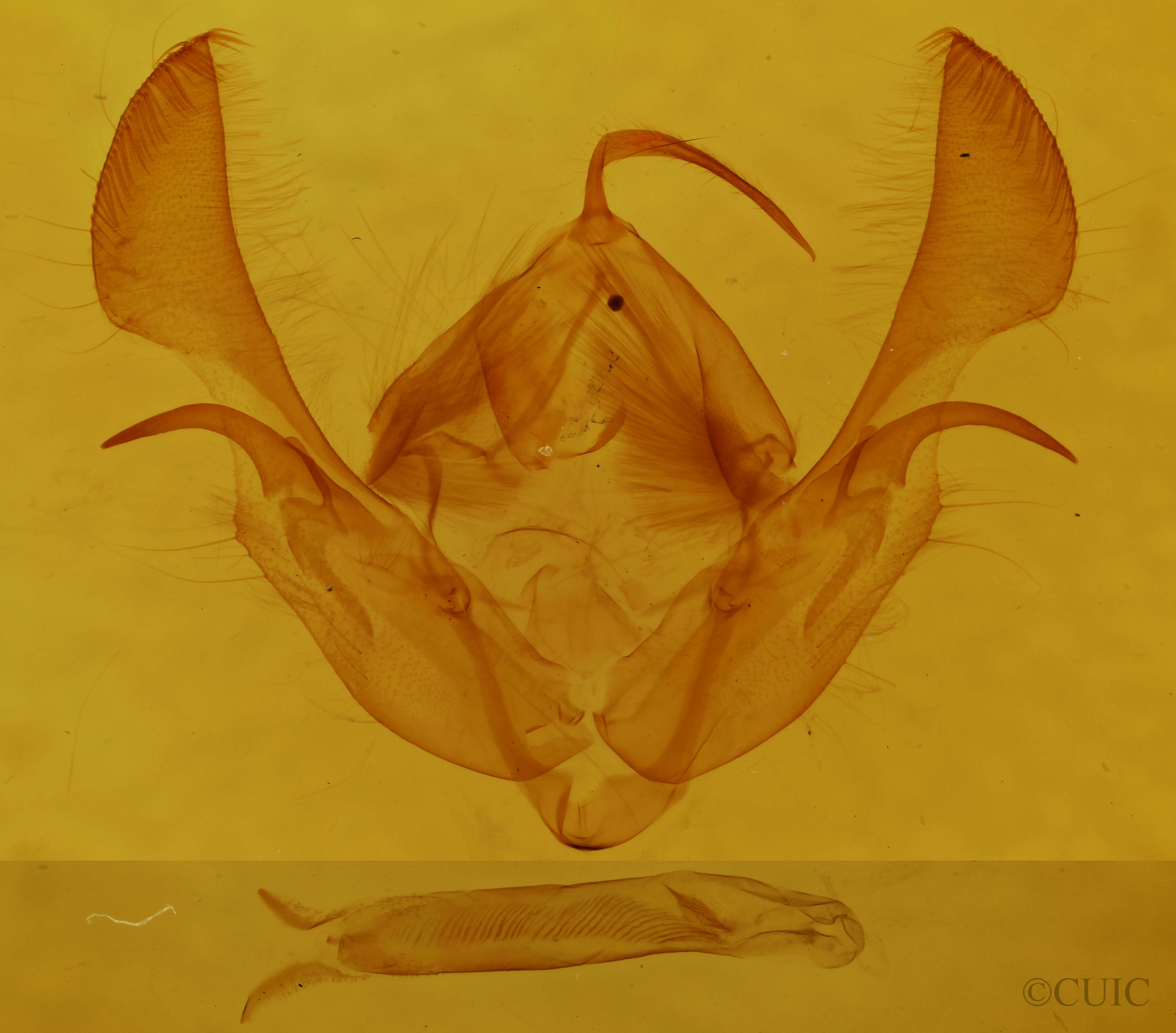 genitalia view of adult Morrisonia evicta