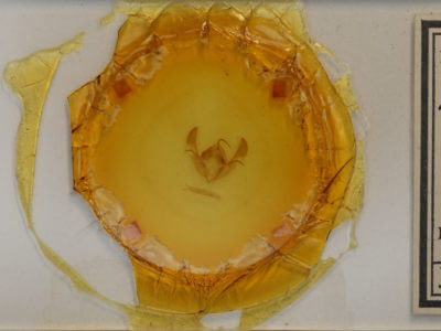 slide view of adult Morrisonia evicta