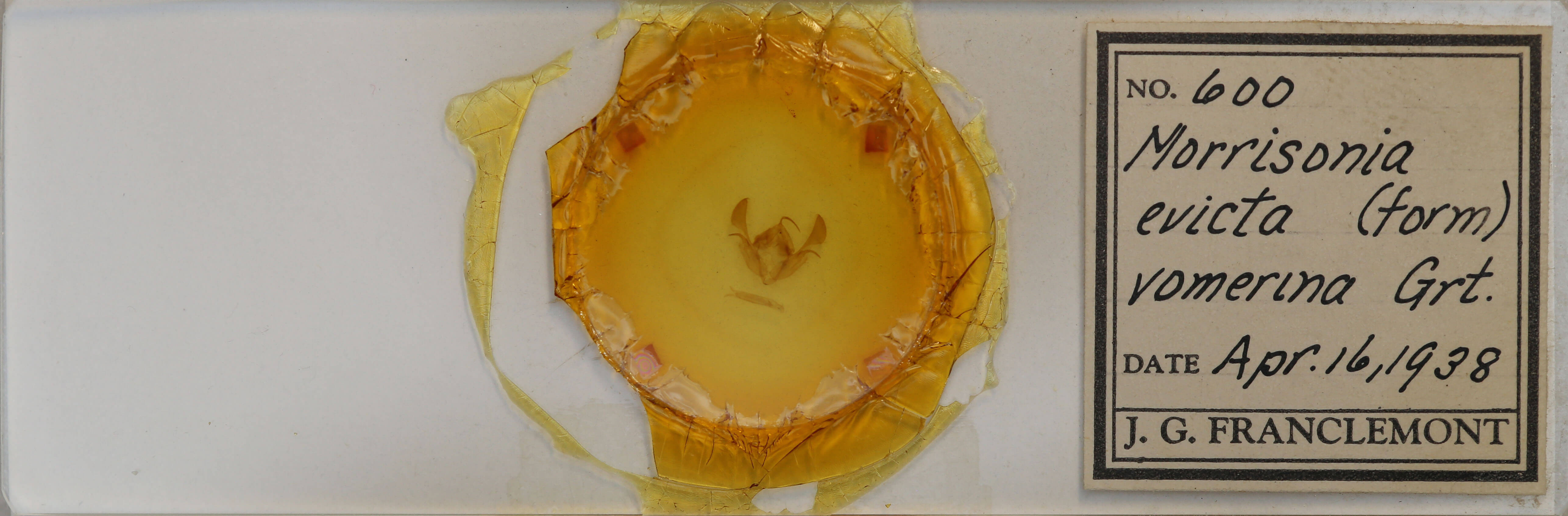 slide view of adult Morrisonia evicta