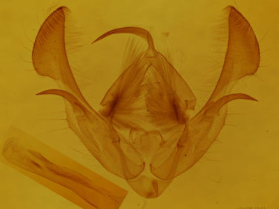 genitalia view of adult Morrisonia evicta