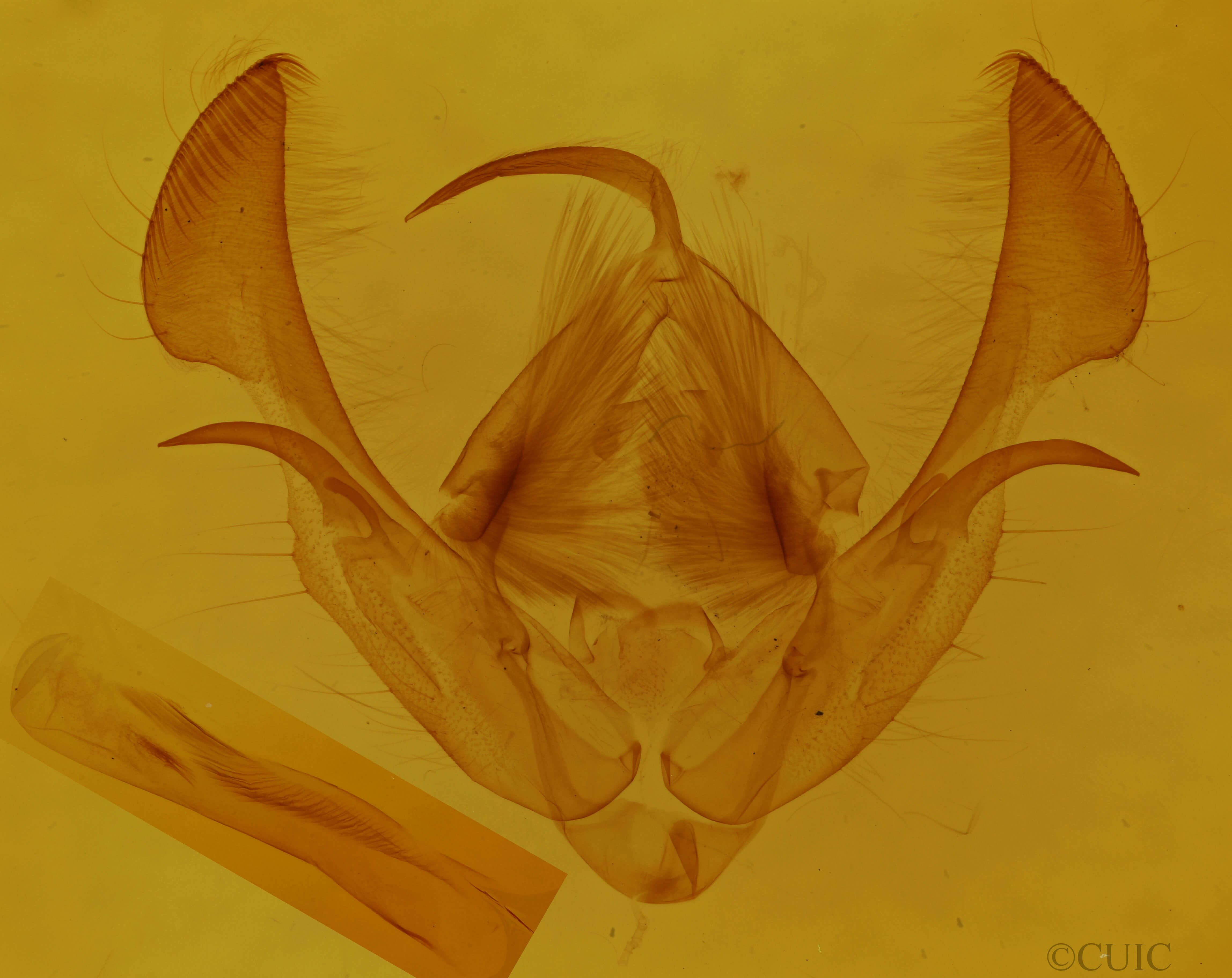 genitalia view of adult Morrisonia evicta