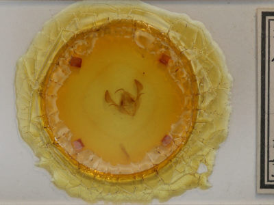 slide view of adult Morrisonia evicta