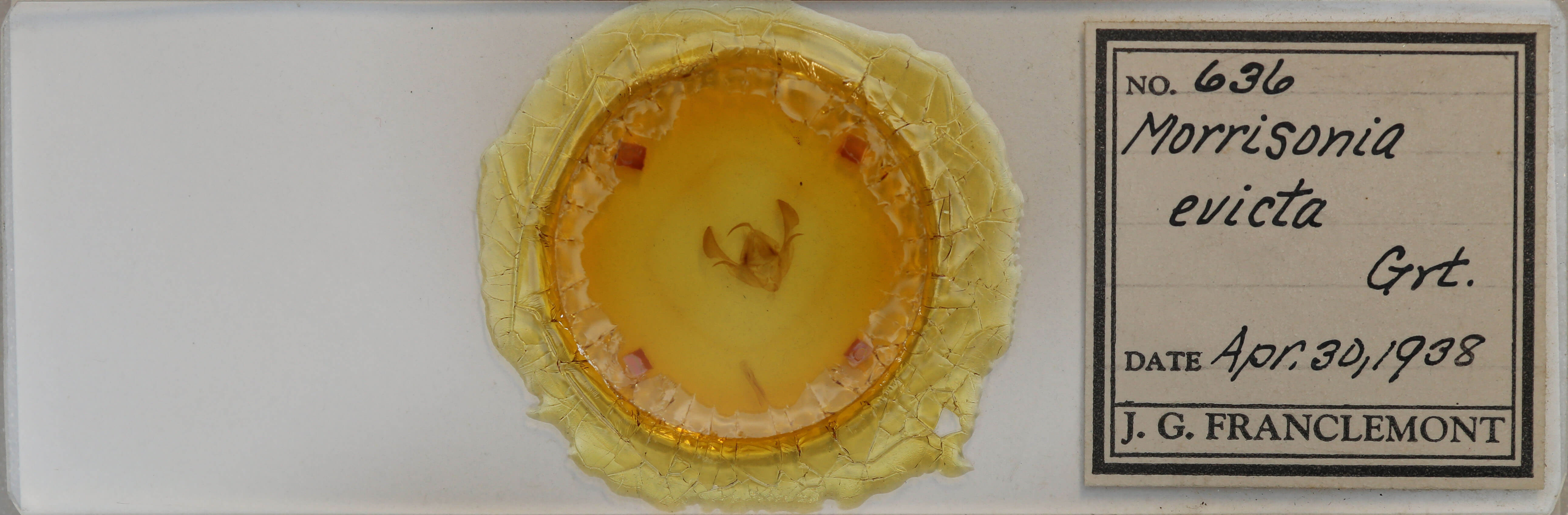 slide view of adult Morrisonia evicta