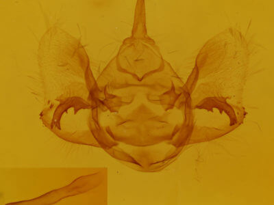 genitalia view of adult Phaeoura quernaria