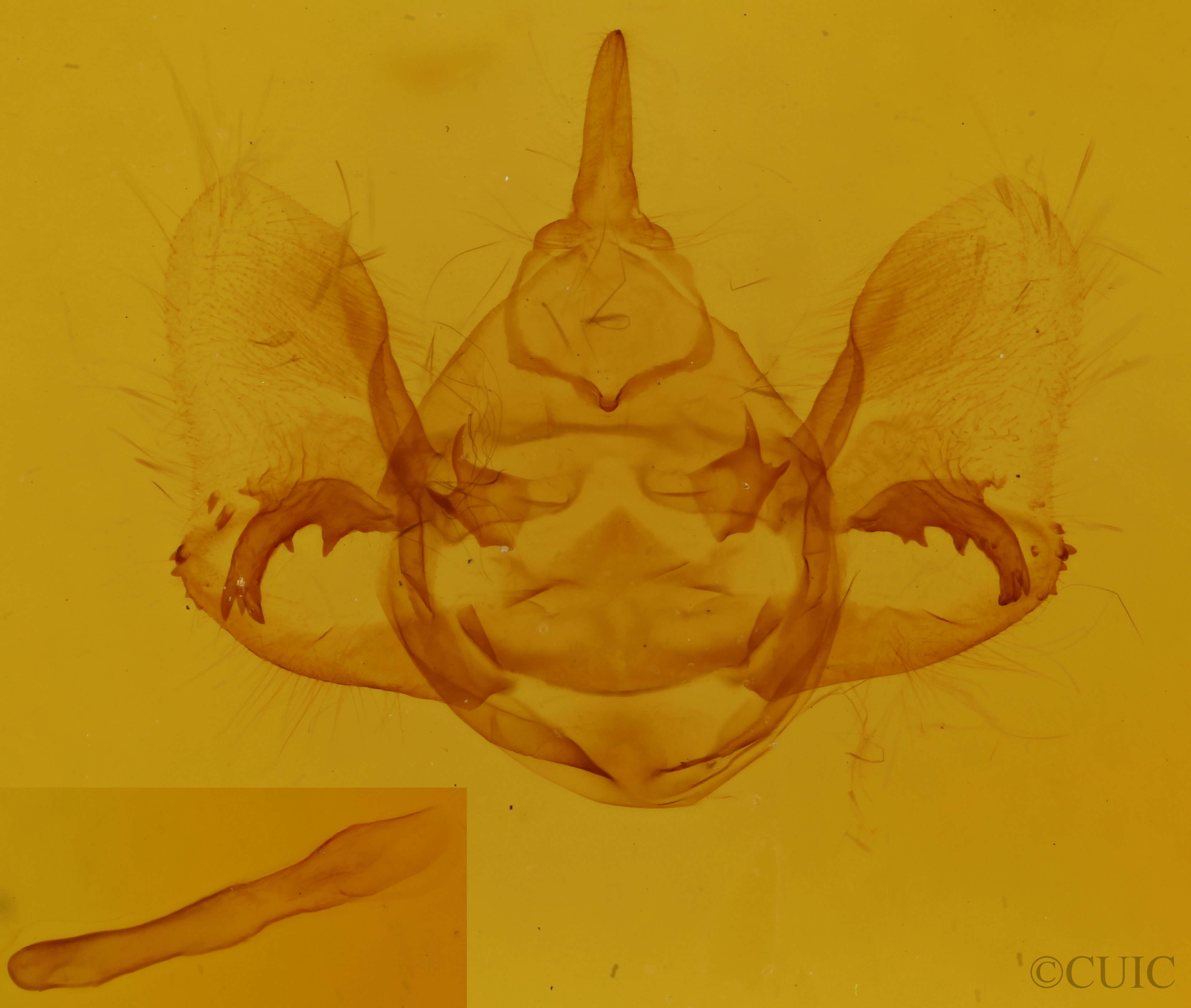 genitalia view of adult Phaeoura quernaria