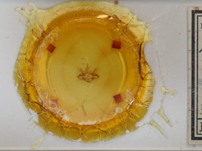 slide view of adult Phaeoura quernaria