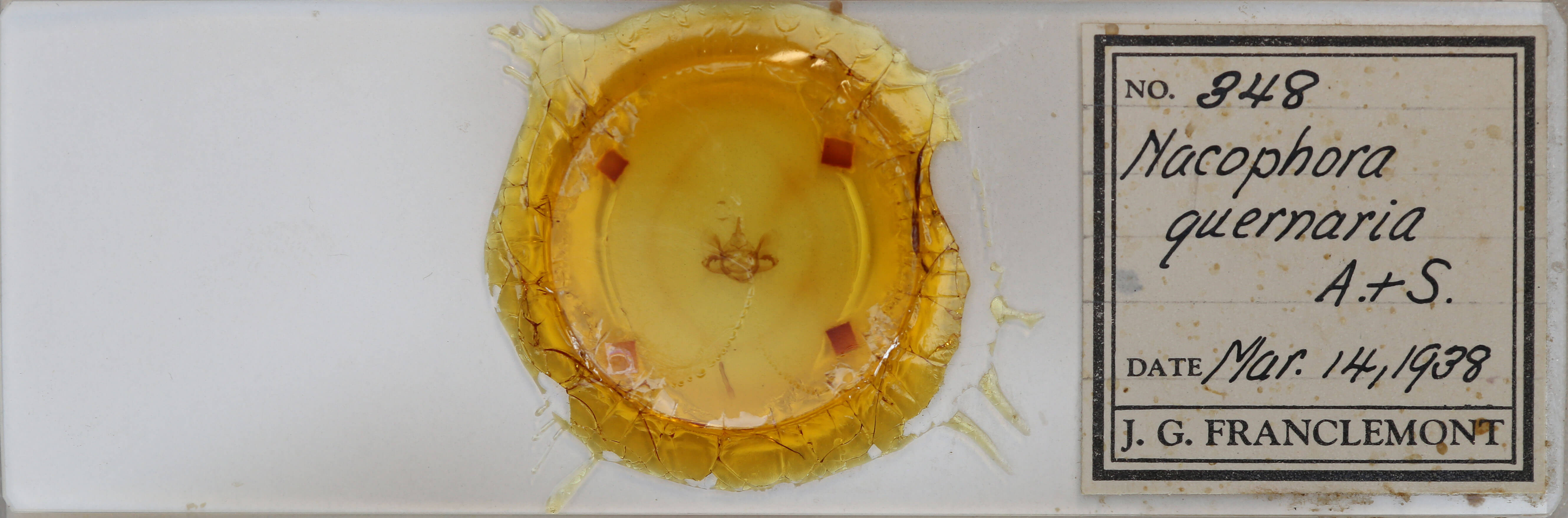 slide view of adult Phaeoura quernaria