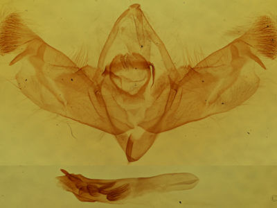 genitalia view of adult Nedra ramosula