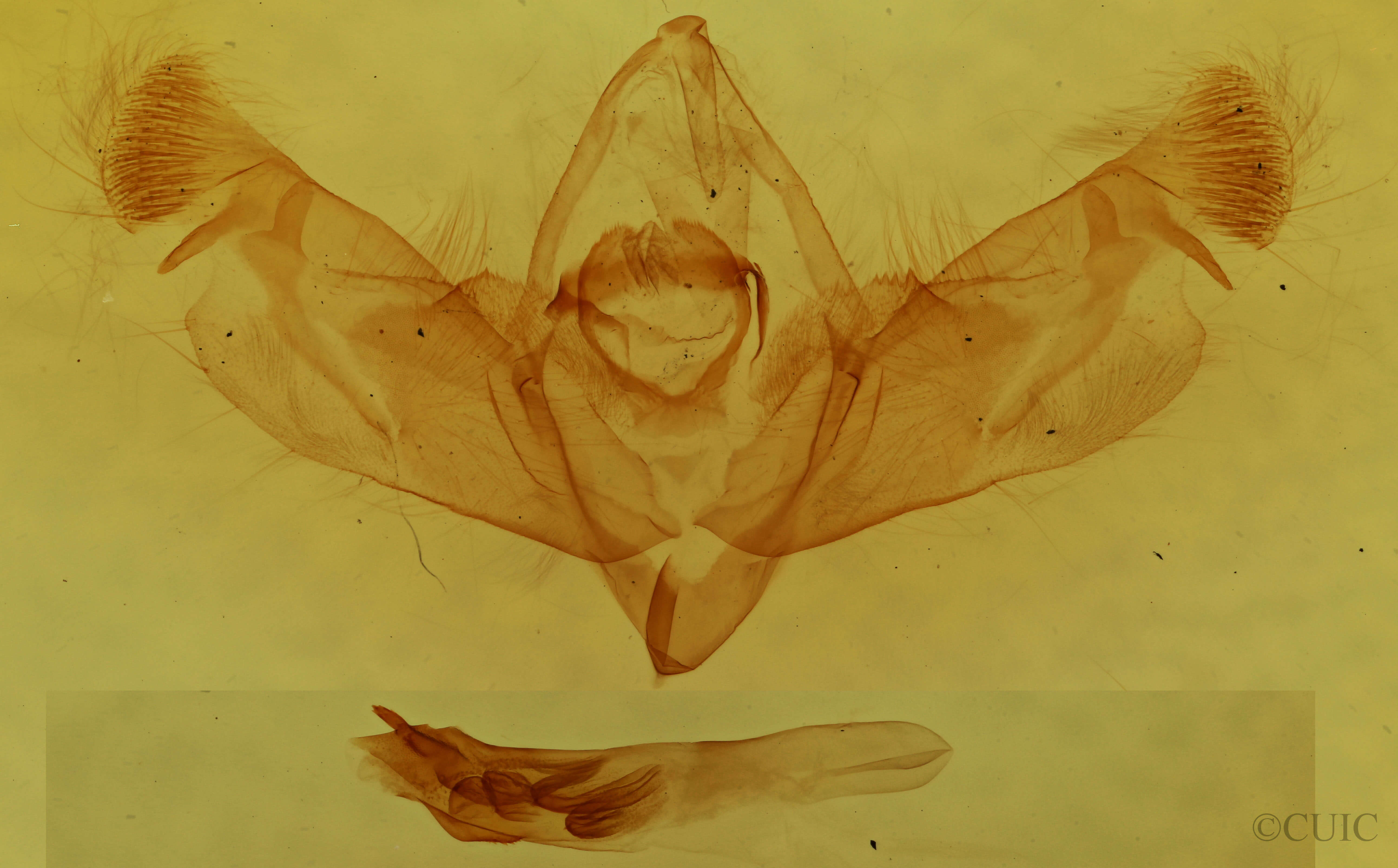 genitalia view of adult Nedra ramosula