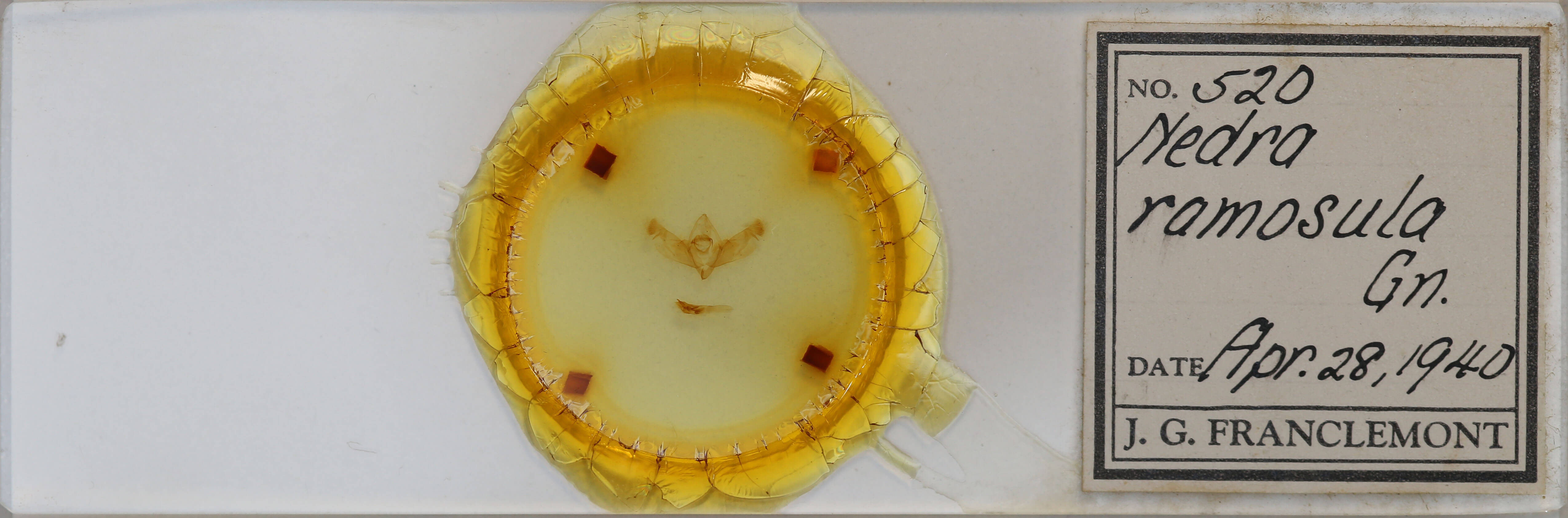 slide view of adult Nedra ramosula