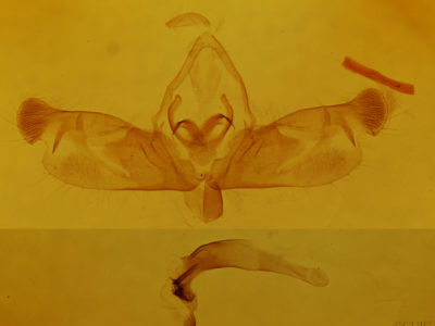 genitalia view of adult Nedra ramosula