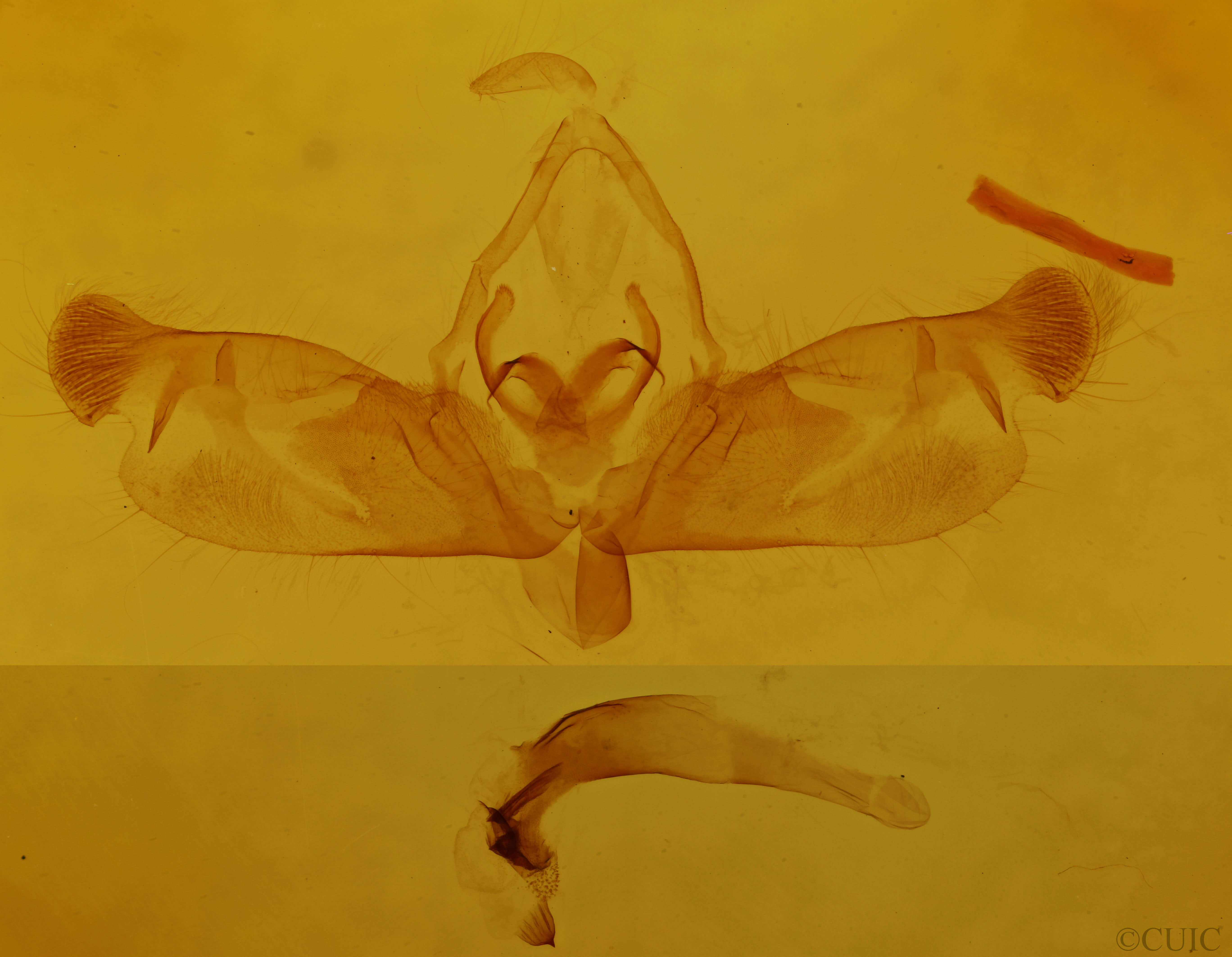 genitalia view of adult Nedra ramosula