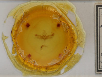 slide view of adult Nedra ramosula