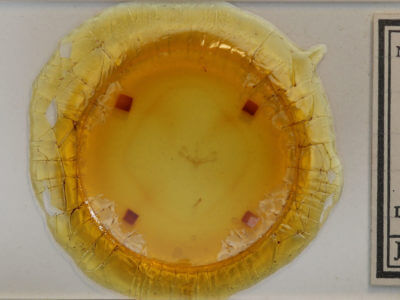 slide view of adult Nola ovilla