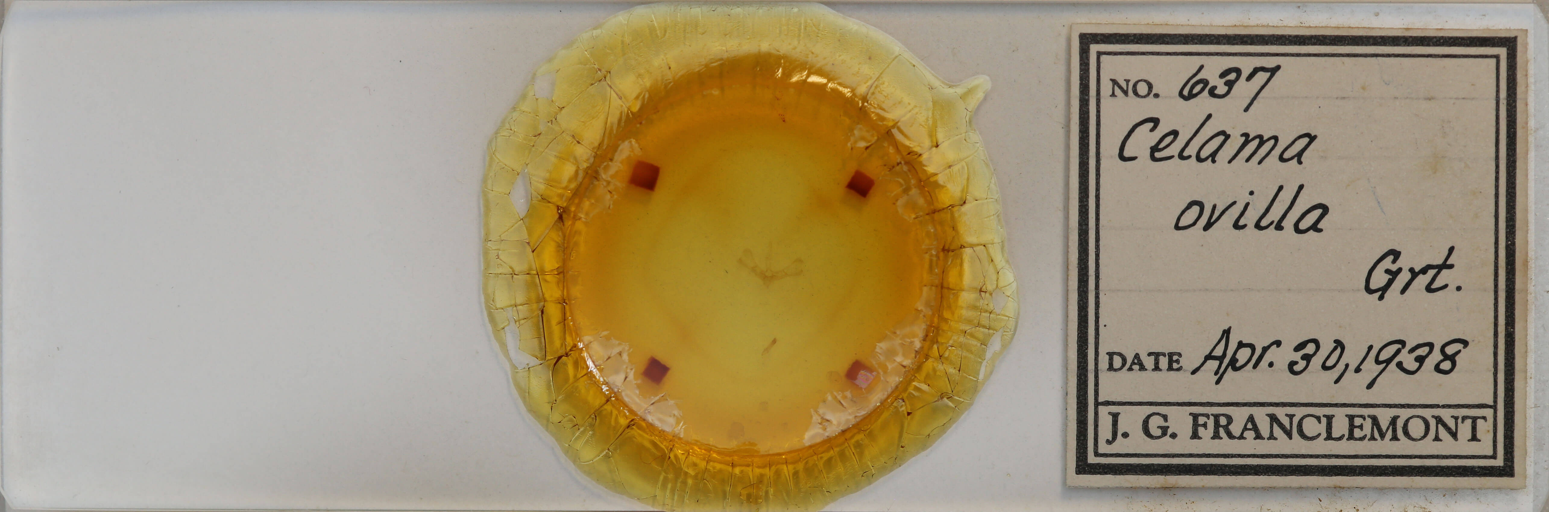 slide view of adult Nola ovilla