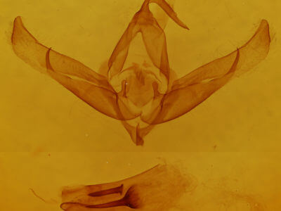 genitalia view of adult Cucullia luna
