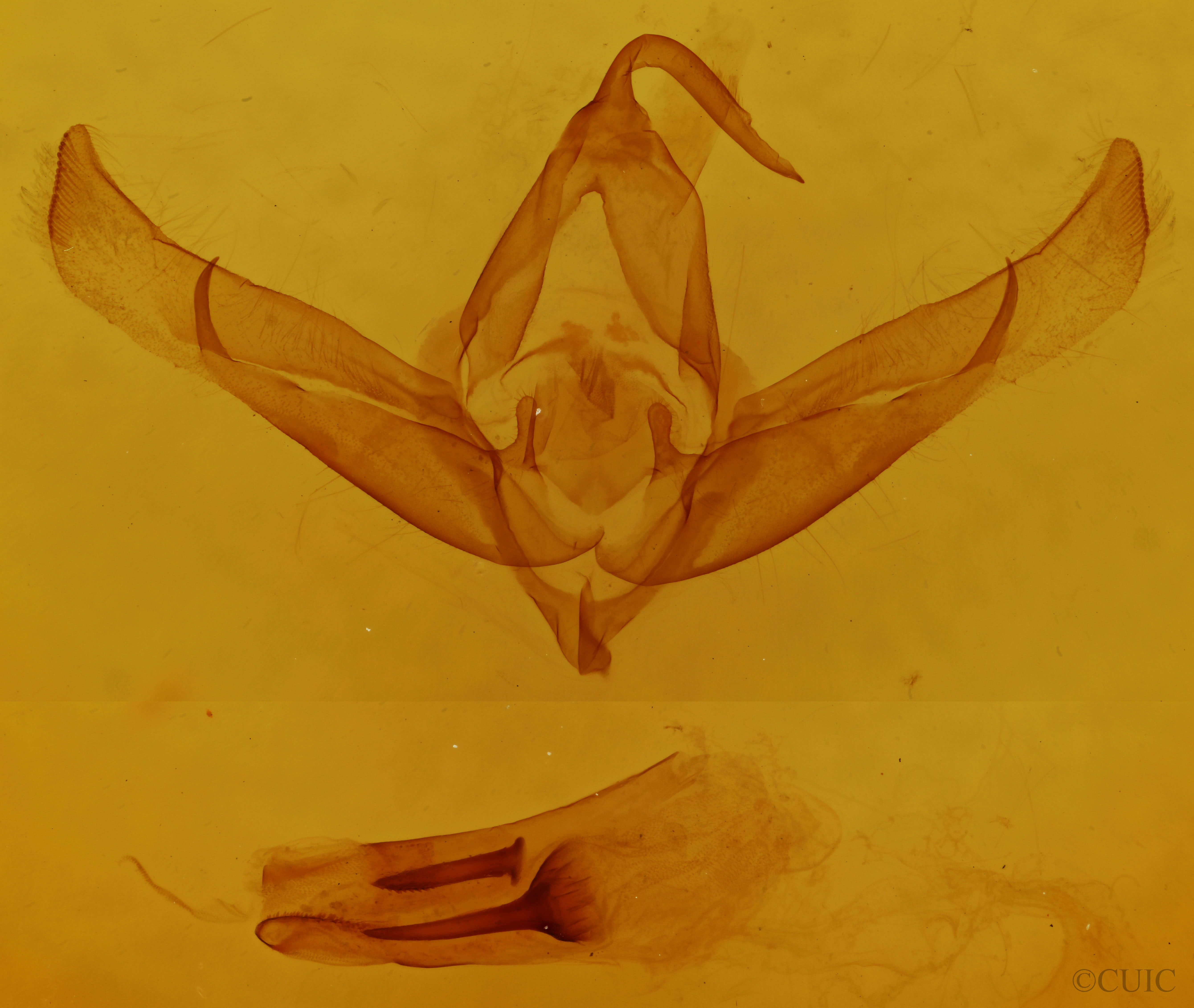 genitalia view of adult Cucullia luna