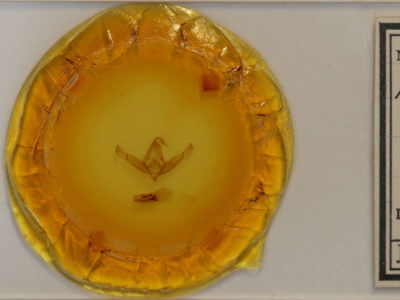 slide view of adult Cucullia luna