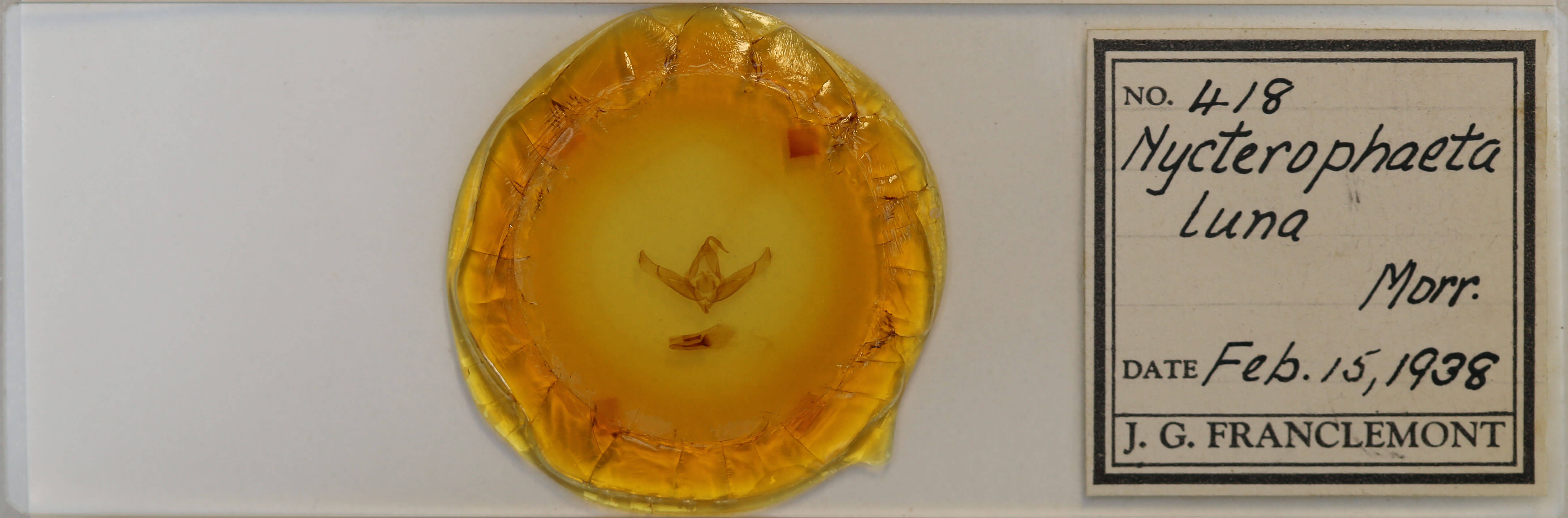 slide view of adult Cucullia luna