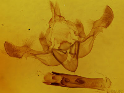 genitalia view of adult Oligia bridghamii