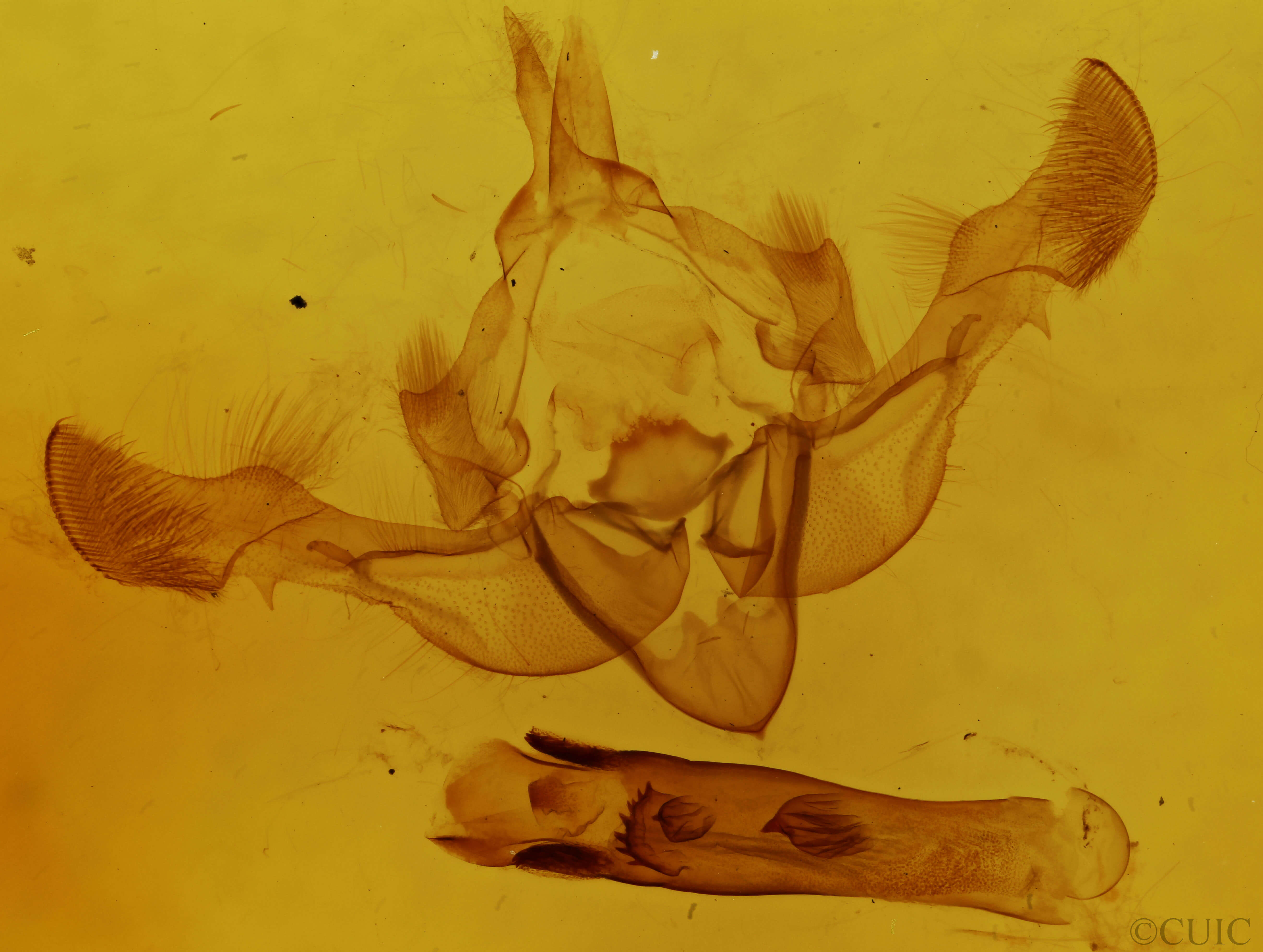 genitalia view of adult Oligia bridghamii