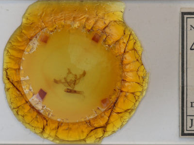 slide view of adult Oligia bridghamii