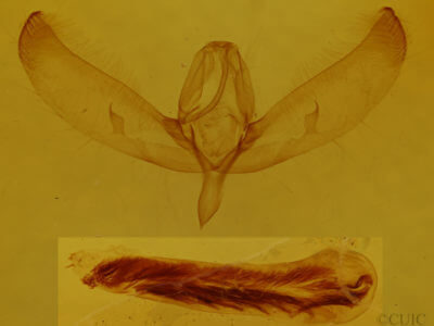 genitalia view of adult Sympistis sp.