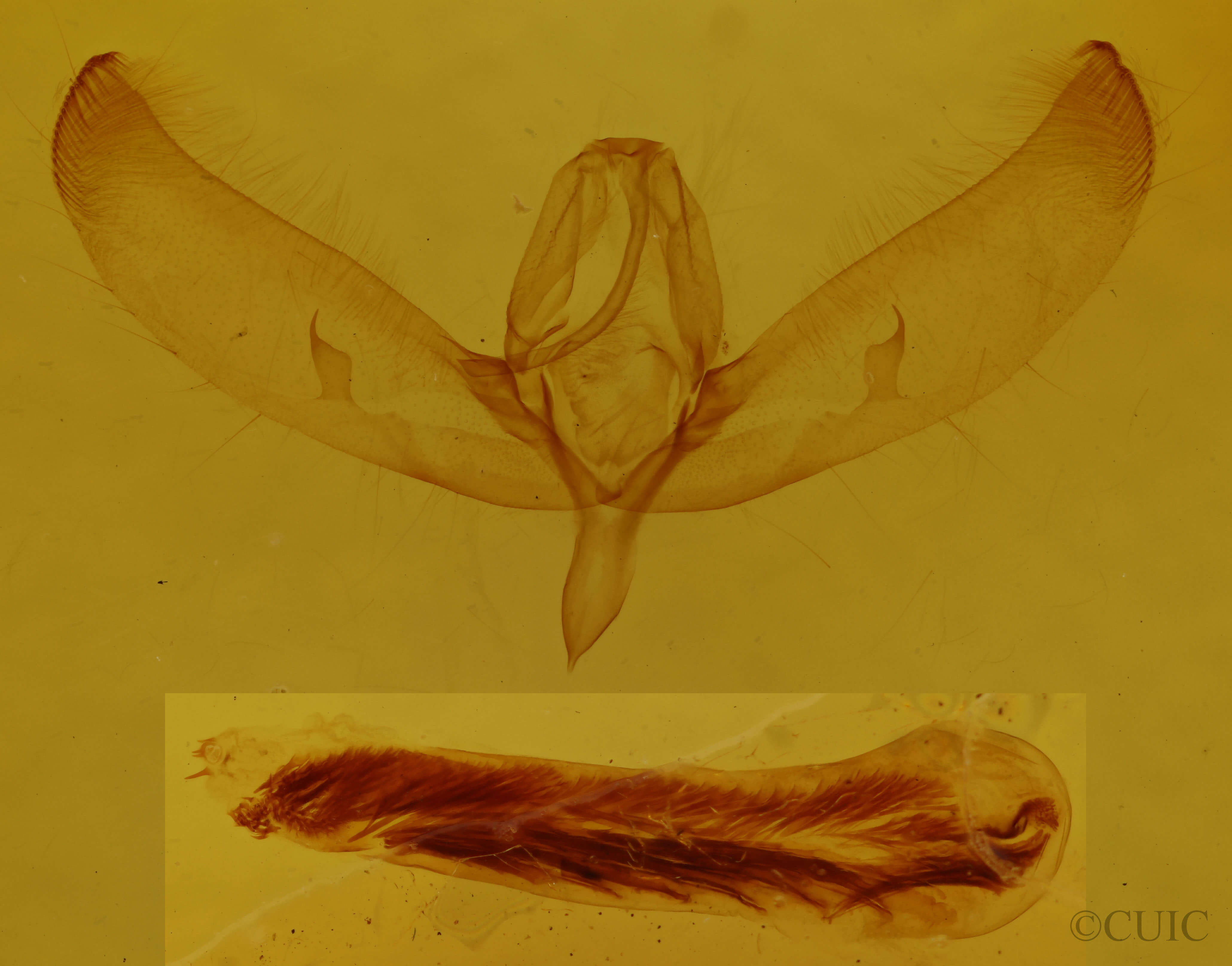genitalia view of adult Sympistis sp.