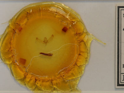 slide view of adult Sympistis sp.