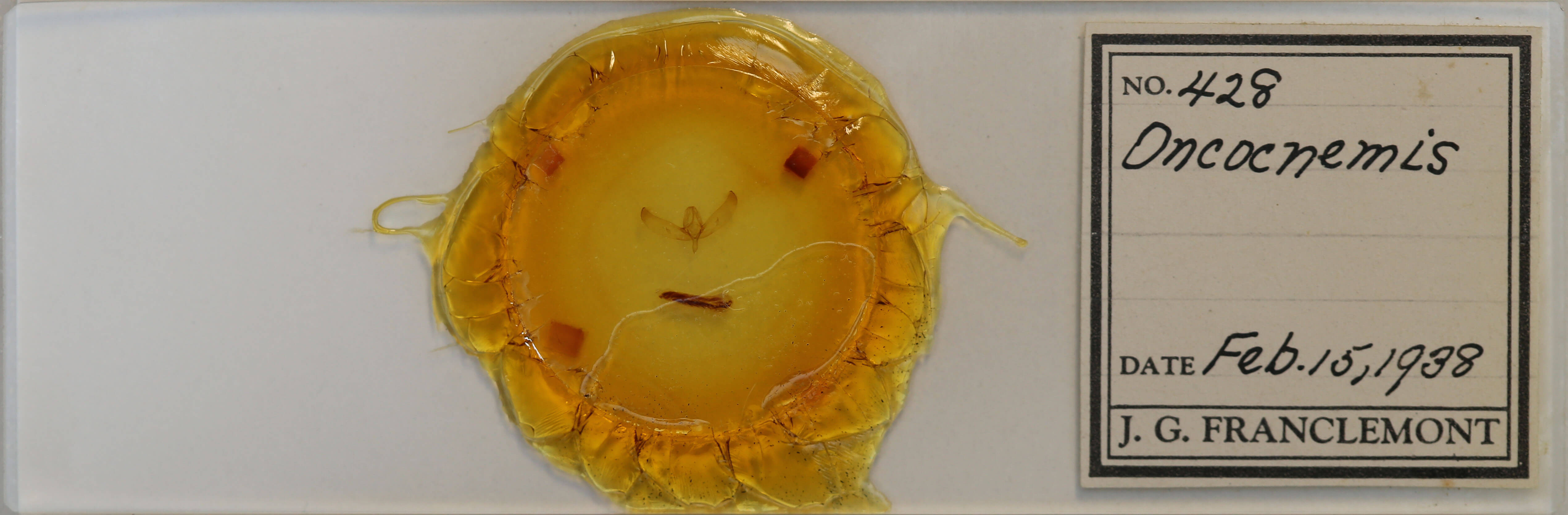 slide view of adult Sympistis sp.