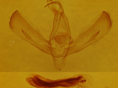 genitalia view of adult Sympistis astrigata