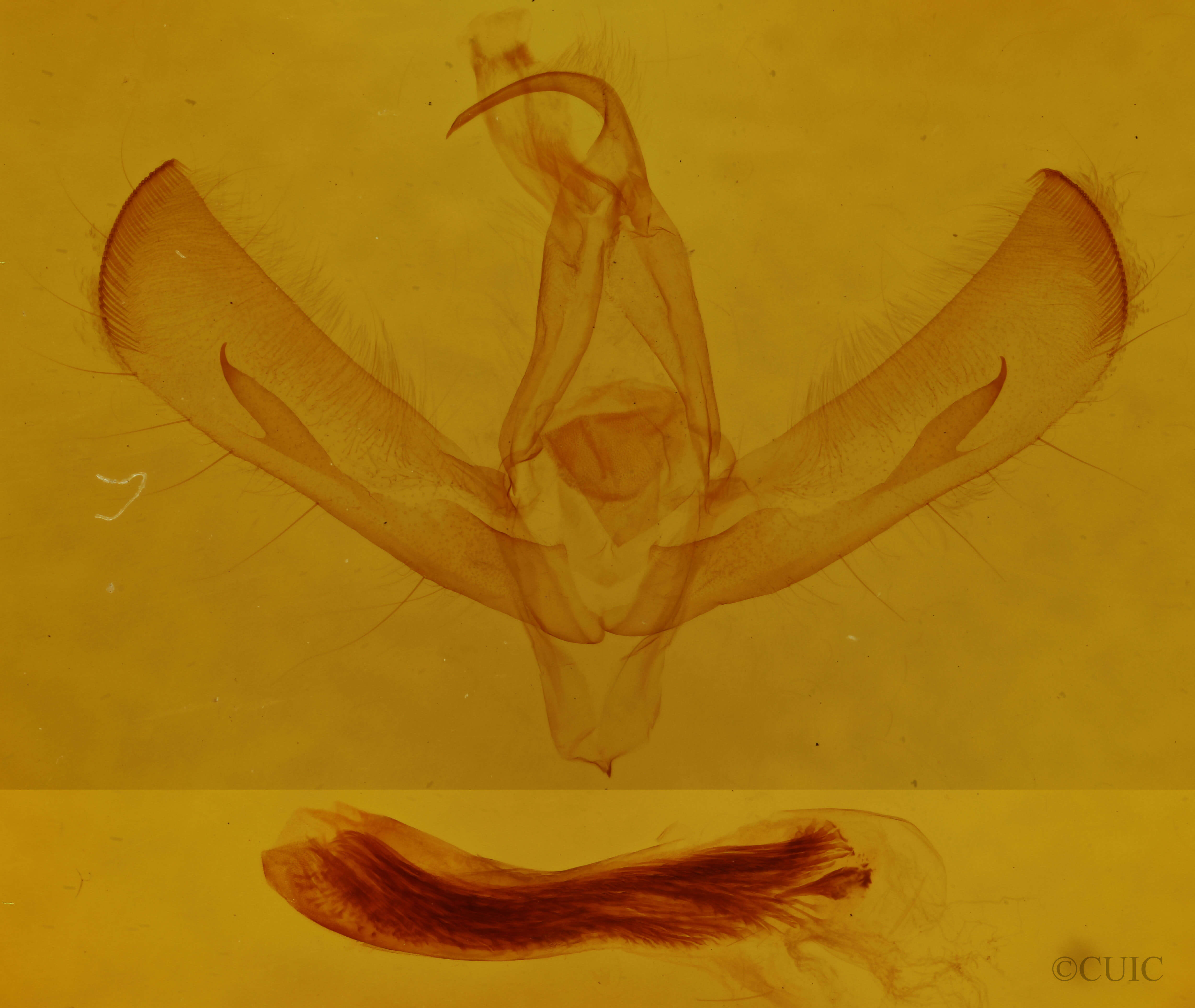 genitalia view of adult Sympistis astrigata