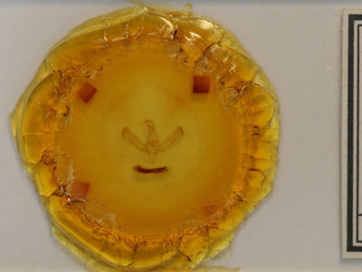 slide view of adult Sympistis astrigata