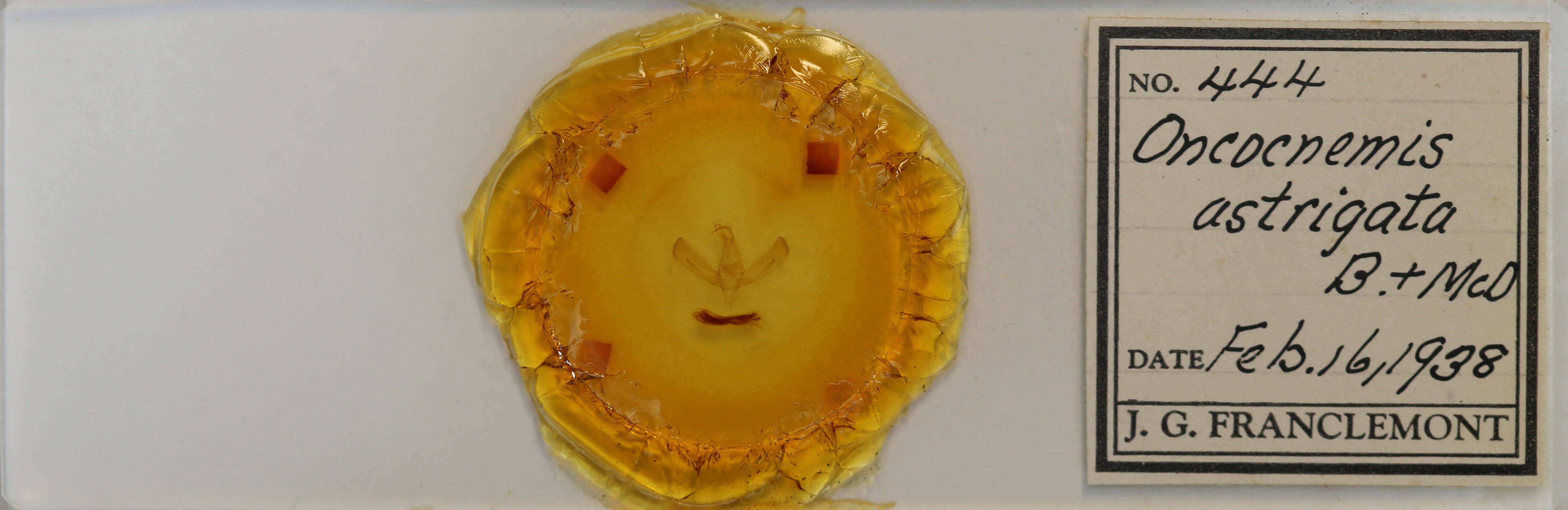 slide view of adult Sympistis astrigata