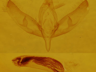 genitalia view of adult Sympistis atricollaris
