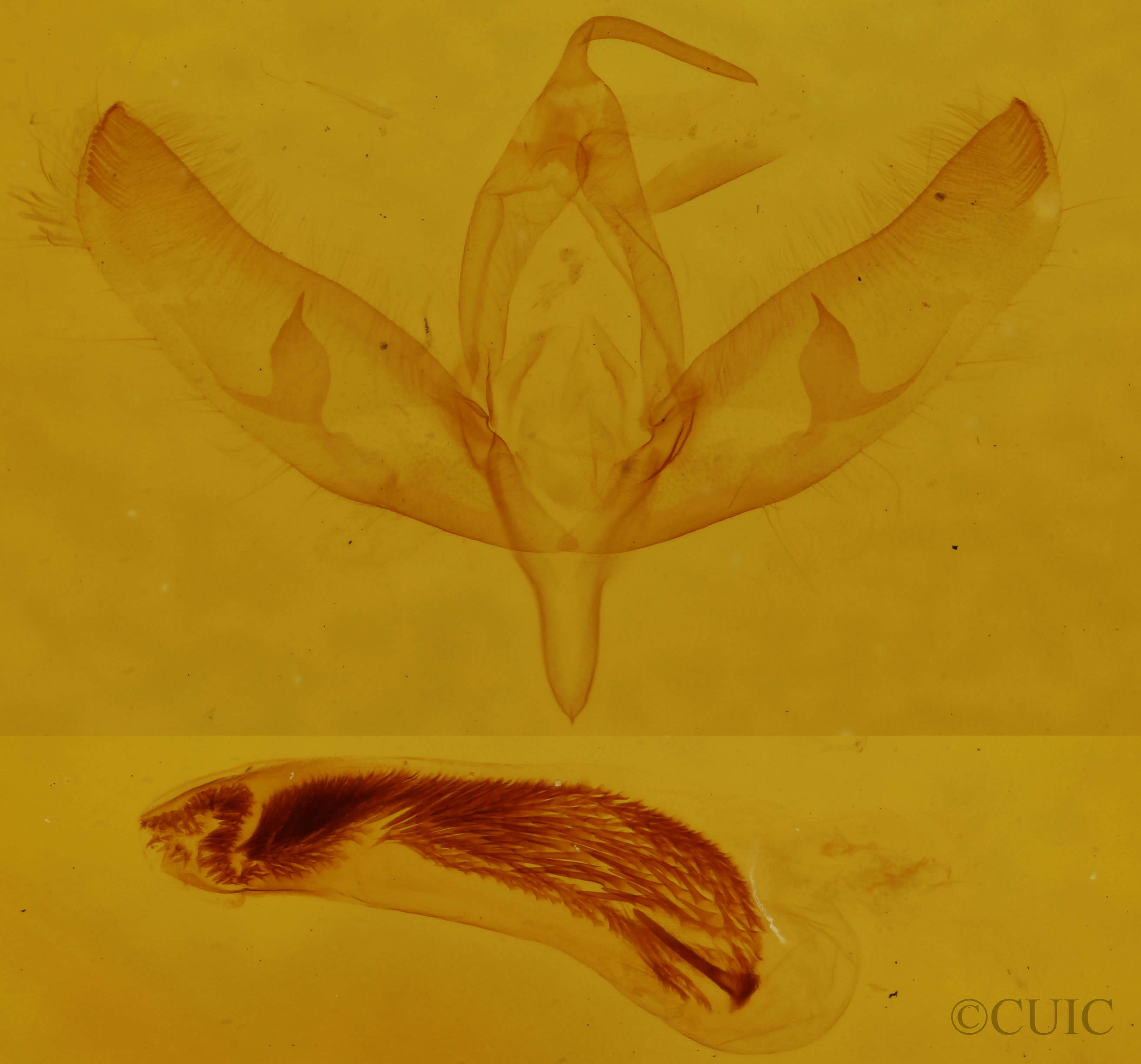 genitalia view of adult Sympistis atricollaris