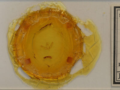 slide view of adult Sympistis atricollaris