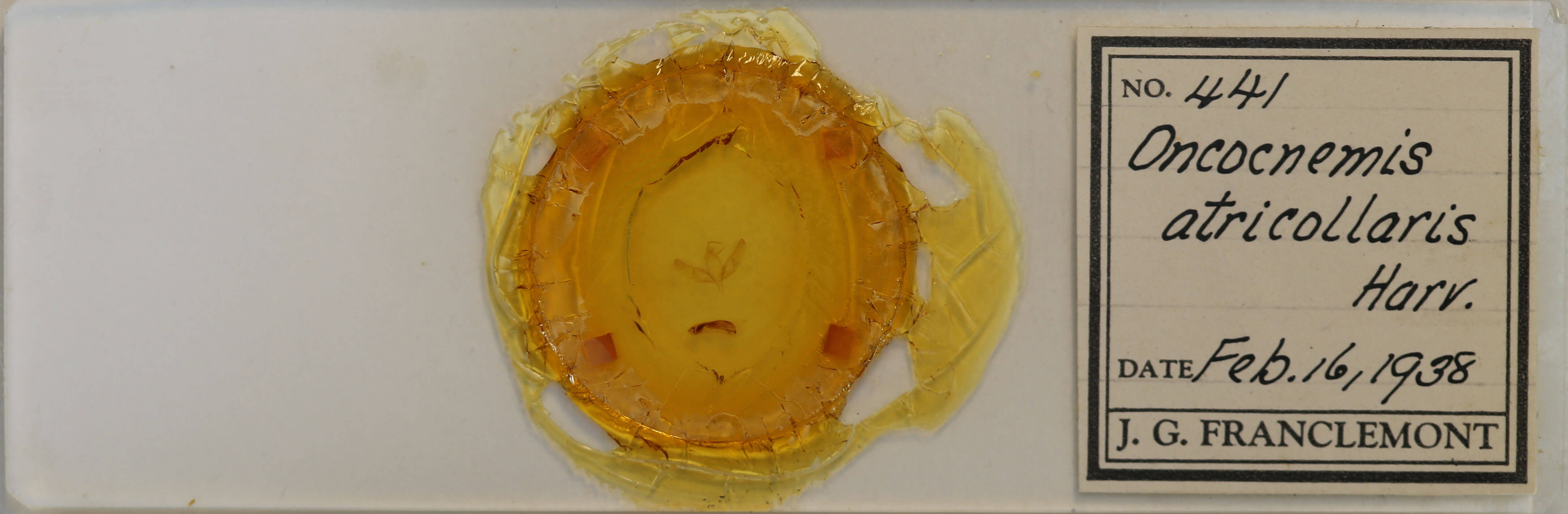 slide view of adult Sympistis atricollaris