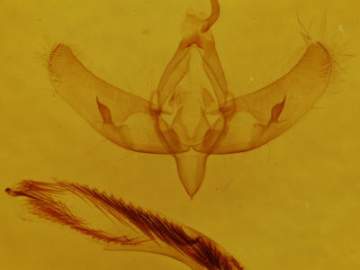 genitalia view of adult Sympistis augustus