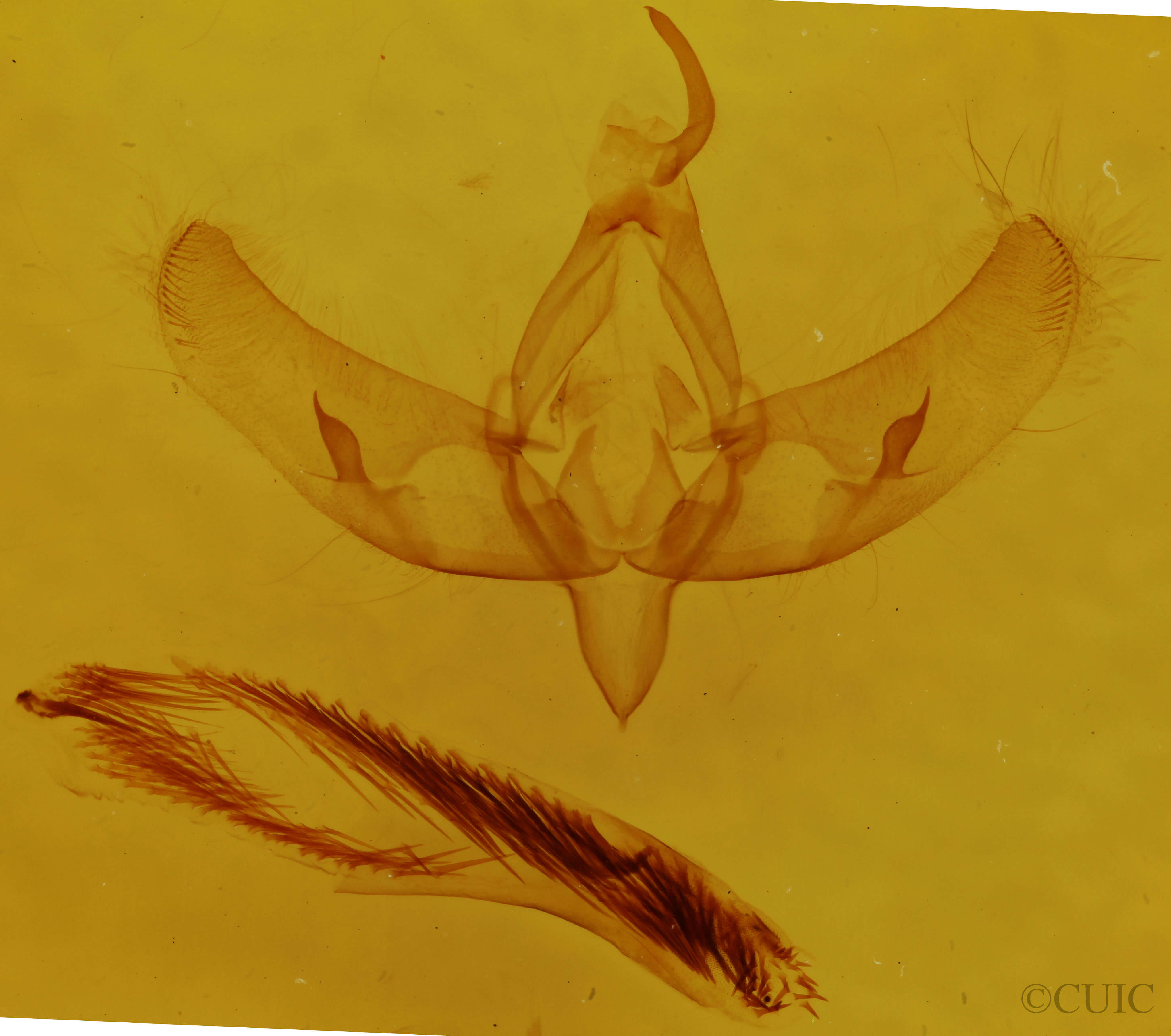 genitalia view of adult Sympistis augustus