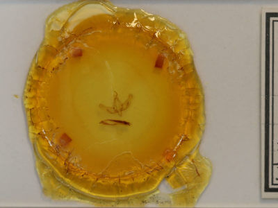 slide view of adult Sympistis augustus