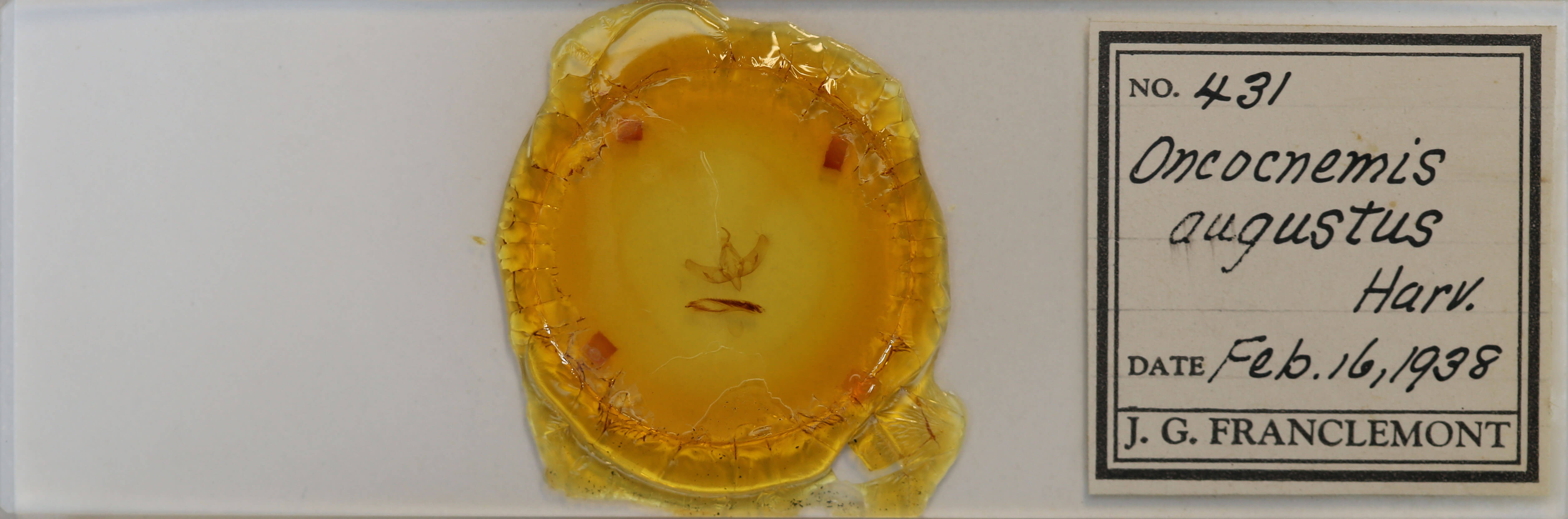 slide view of adult Sympistis augustus