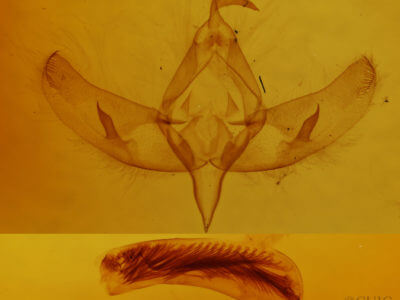genitalia view of adult Sympistis augustus