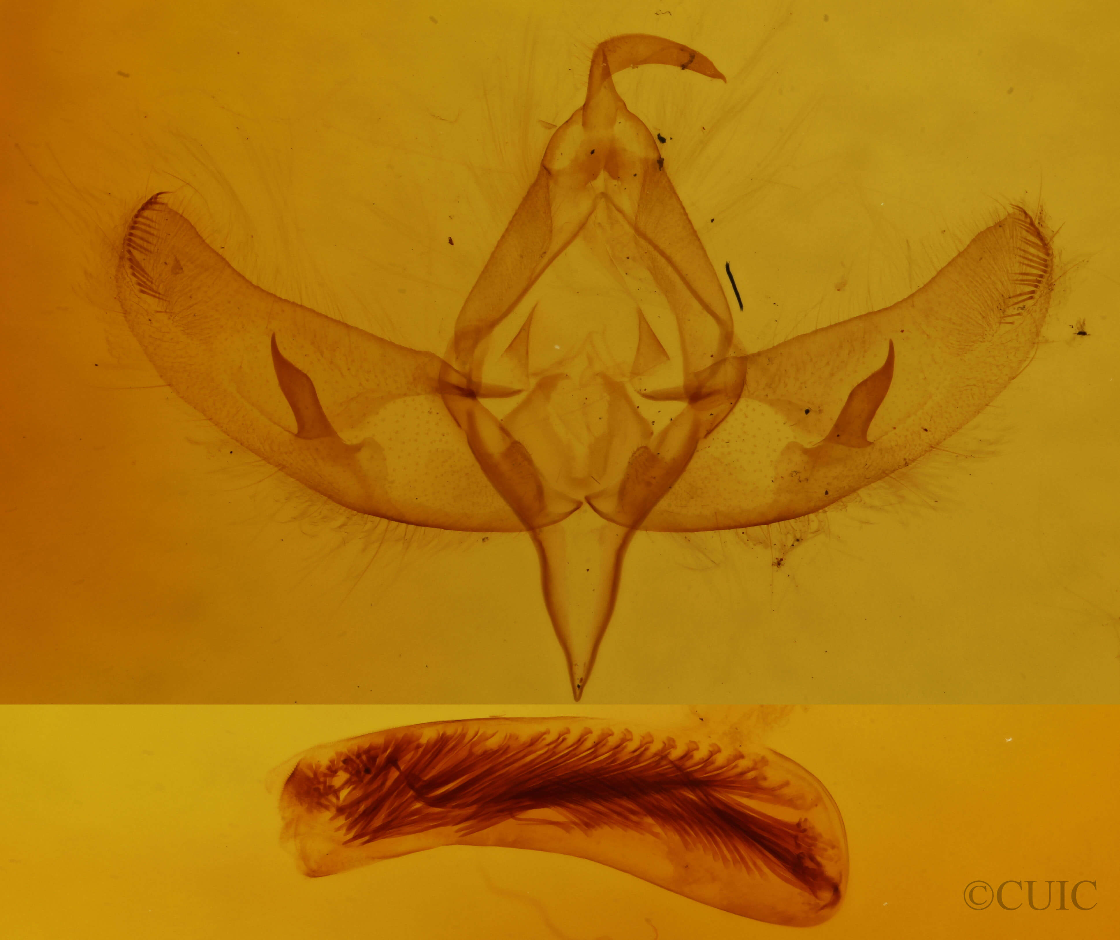 genitalia view of adult Sympistis augustus