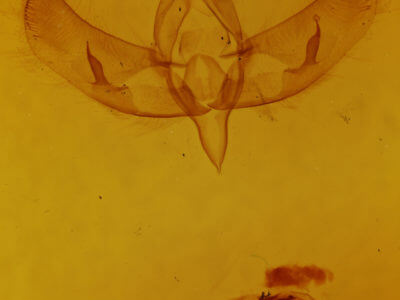 genitalia view of adult Sympistis augustus