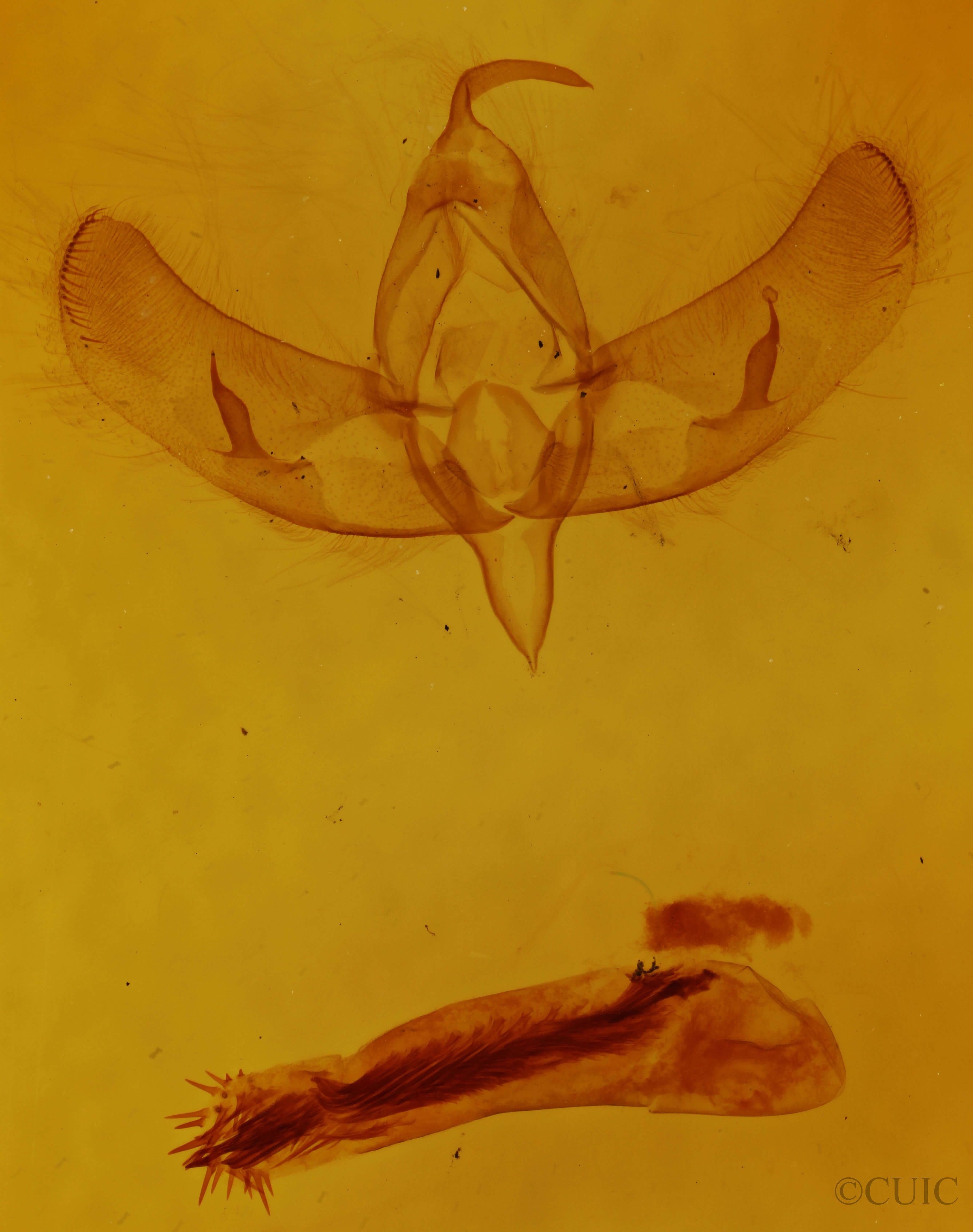 genitalia view of adult Sympistis augustus